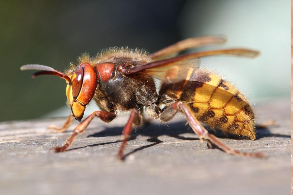 Wasps Pest Control